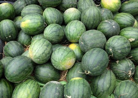 A lot of big sweet green organic ripe watermelons in the farmers Market in thailandの写真素材
