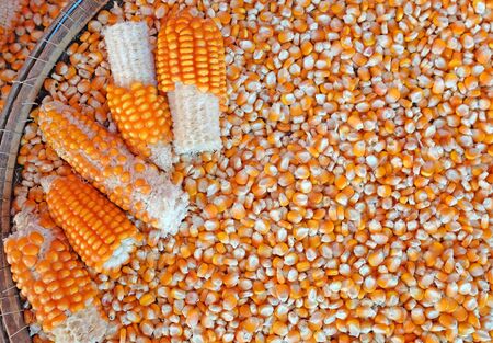 Smash corn on corn grains, Whole background