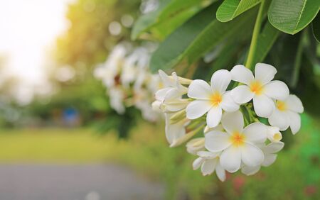White-yellow frangipani tropical flower, plumeria spa flower blooming on tree.の写真素材