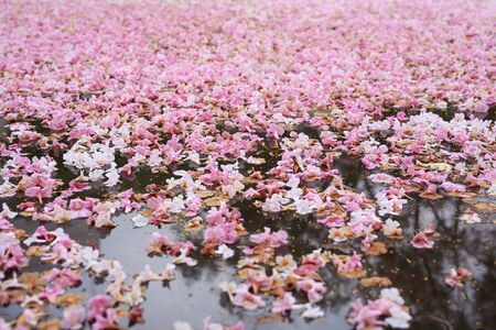Fall pink flower fully in the pond surface.の写真素材
