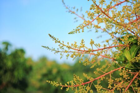 Close-up Mango trees in field with bunches of mango flowers.の写真素材