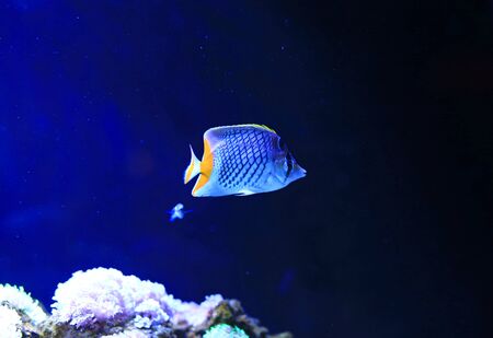 Beautiful Coral reef fish underwater in aquarium tank.の写真素材