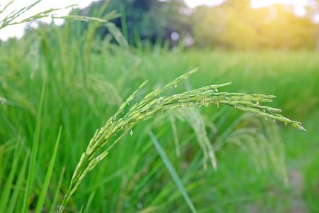 Close-up young green rice in the fields background.の写真素材