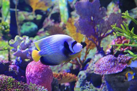 Angelfish swimming under water in aquarium tank.の写真素材