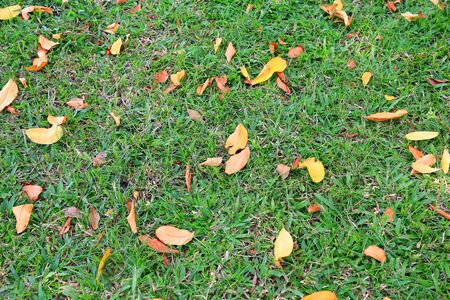 Autumn dried leaves fall on green grass field. View from above.の写真素材