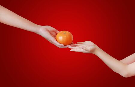 Close-up hands of people give an orange fruit for children for good luck in Chinese New Year celebration isolated on red background.の写真素材