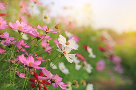 Blooming cosmos flower in the summer garden with rays of sunlight in nature.の写真素材