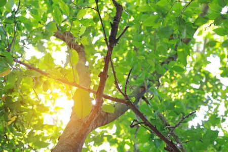 The sun shines through the trees in the forest.の写真素材