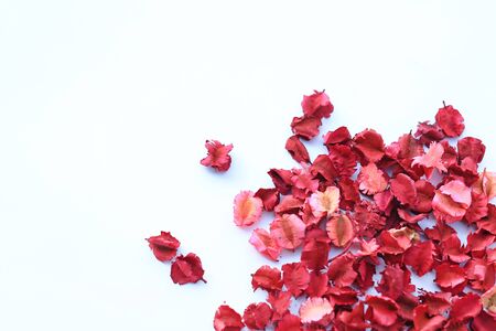 Dry flowers petals isolated on white background.