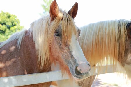 Close up brown and white horses at farm fence.の写真素材