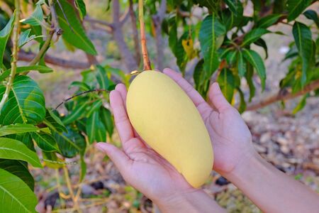Golden mango fruit on tree in farmer hands holding in farm. Ripe yellow Barracuda mango growing....