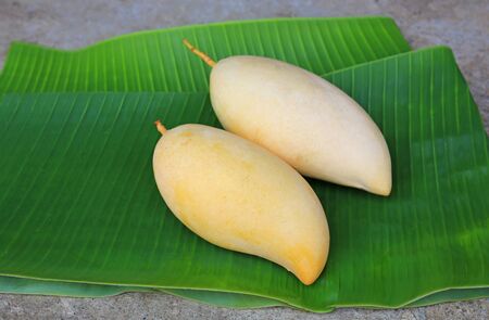 Golden mangoes fruit on fresh green banana leaf background. Ripe yellow Barracuda mango. Tropical...