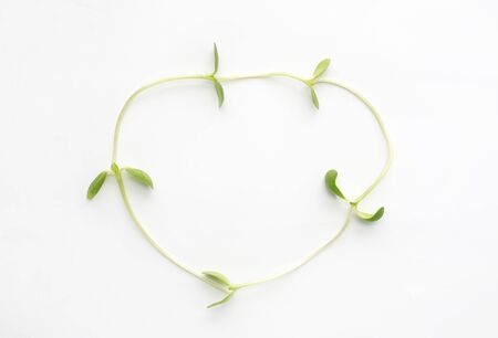 Microgreens seedlings on white background.の写真素材