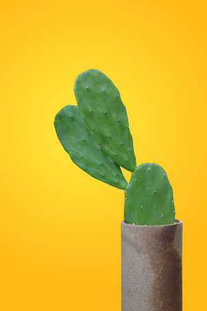 cactus isolated on yellow backgroundの写真素材