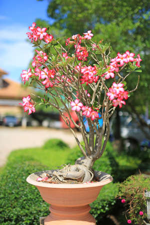 Pink Azalea flowers in the summer gardenの写真素材