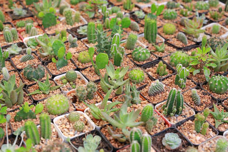 Group of difference cactus in greenhouse growing.