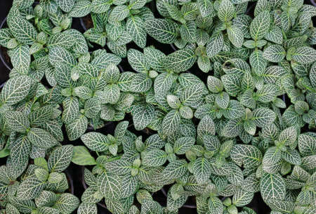 Green nerve plant leaves background.