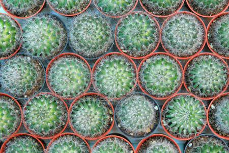 Group of cactus in greenhouse growing. Top view.の写真素材