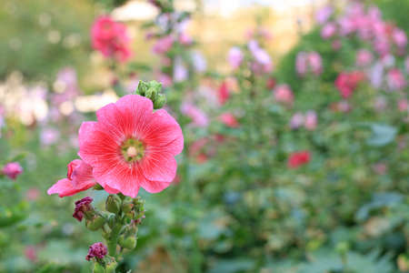 Hollyhock flower in a garden. Red pink Flower of hollyhock closeup on green blur backgroundの写真素材