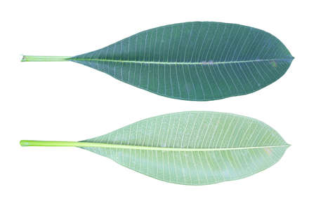 Green Plumeria or Frangipani leaf front and back isolated on white background with clipping pathの写真素材