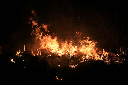 Fire flames burning dry grass on dark background.