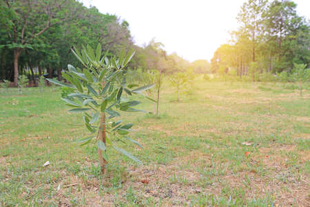 Newly planted trees in a row at the garden