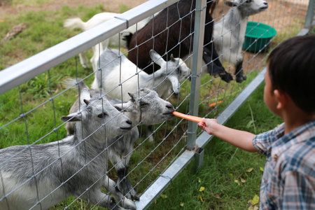 Little boy feed and give carrot to goats.の写真素材