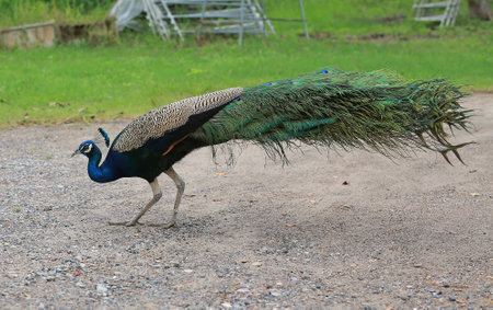 The elegant Peacock in the garden.