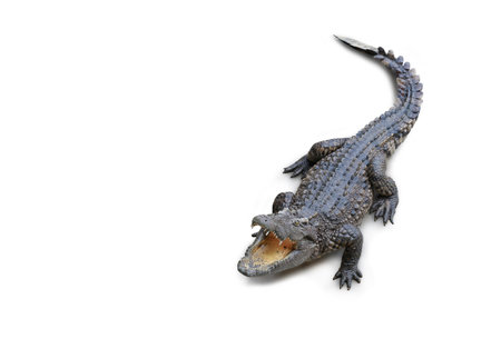 Crocodile isolated on white background. Image with Clipping path.の写真素材
