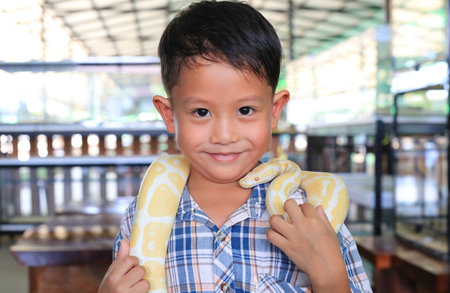 Portrait of Asian little boy with pet snake or royal albino python (Boa constrictor snake).