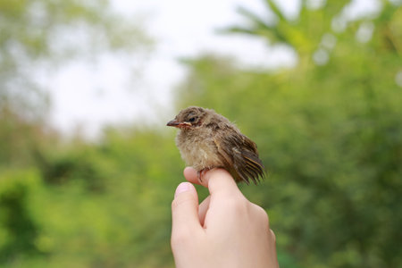 Little sparrow sitting on human's hand, taking care of birds, friendship, love nature and wildlife. Concept of nature of life.の写真素材