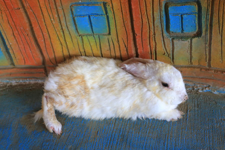 Dirty rabbit lies in the zoo Thailand.の写真素材