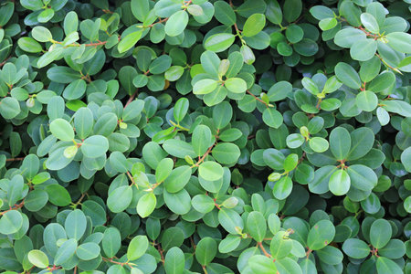 Green leaves wall background. Decorative leaf texture.
