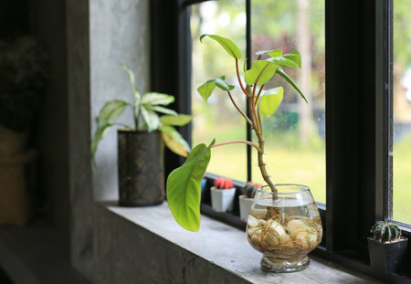 A small tree with green leaf in glass vase on window sill by window and indoor plants, decoration...