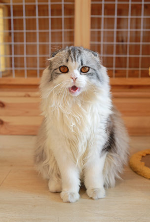 Persian Scottish fold cat with mouth open and looking camera sitting on wood floor in house.の写真素材