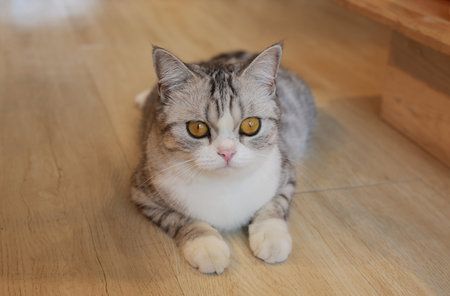 Portrait of cute American short hair cat looking something and lying on wood floor in house.の写真素材