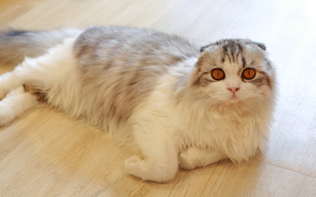 Portrait of cute Persian Scottish fold cat sitting in cat house and looking camera.の写真素材