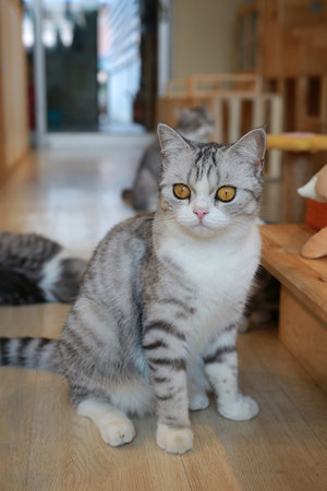 Portrait of cute American short hair cat sitting on wood floor in house with looking beside.の写真素材