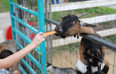 Close-up child hand feed and give carrot to goat in cage at zoo.の写真素材