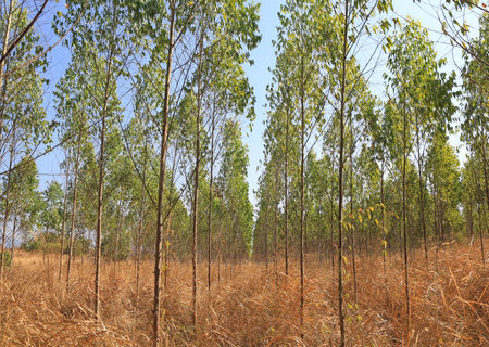 Eucalyptus forest trees growthing with dried grass on ground in thailand.の写真素材