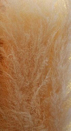 Close-up Dry decorative bouquet of Pampas grass flower for background.の写真素材