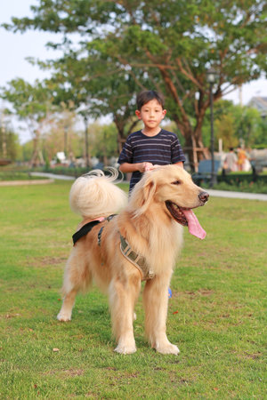 Portrait of Golden retriever and Asian boy standing on lawn in the garden. Focus at dog.の写真素材
