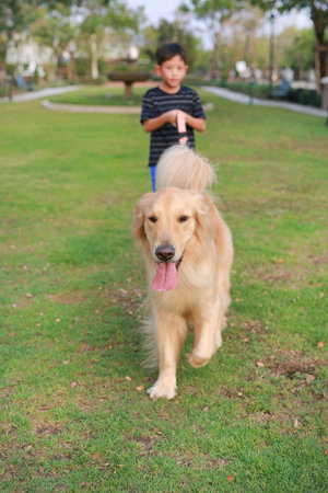 Portrait of Golden retriever and Asian boy standing on lawn in the garden. Focus at dog.の写真素材