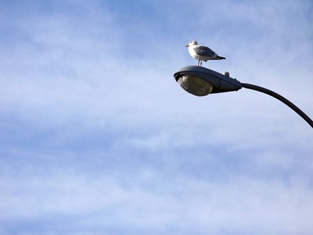Seagullの写真素材