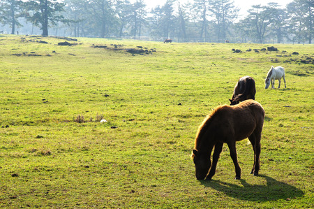 This is a Jeju Horseの写真素材