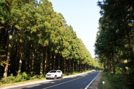 this is a Jeju Bijarim Loadのeditorial素材