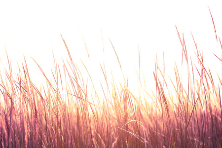 grasslandの写真素材