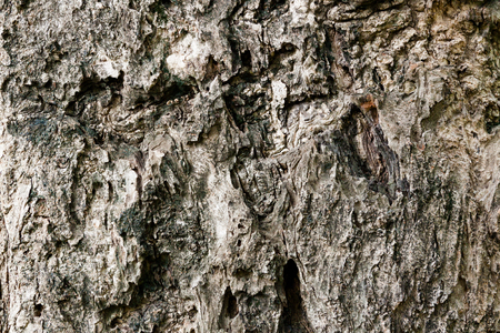 Tree bark textureの写真素材