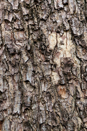 Tree bark textureの写真素材