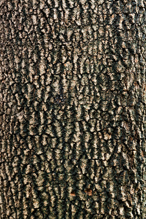 Tree bark textureの写真素材